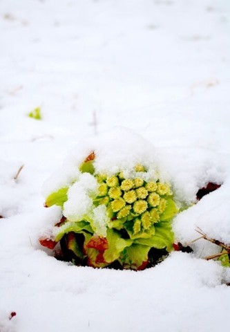 氷割りに「アイスピッケル」