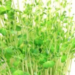 リボベジの優等生 豆苗