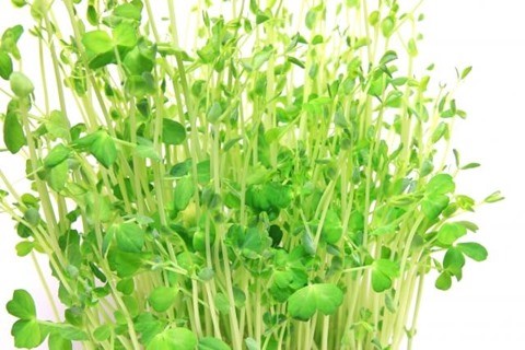 リボベジの優等生 豆苗